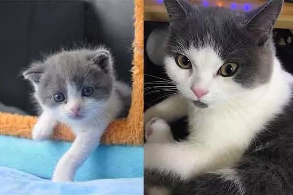 中国第一只自主培育克隆猫诞生：名字叫“大蒜”